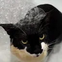 le_floppa