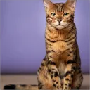 bustercat_
