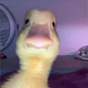 carluzz_