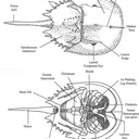 bageloh