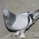 lulzsecxd