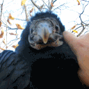 avatar ᶻz  ₊  ✦   bastard   . .