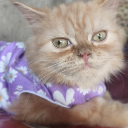 avatar cheesecake𐙚