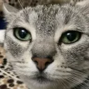 hamzino2006