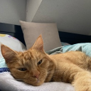 avatar 𝑵𝒆𝒔𝒔𝒊