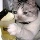drunk_cat.