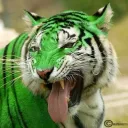 firetiger411