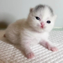 avatar Shige🍓🌸