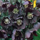 hellebores