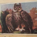 zeowls