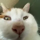 mr_gipfeli