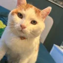mr_gipfeli