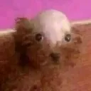 alaka_