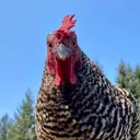 matveytheman