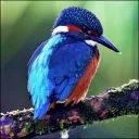 abird7064