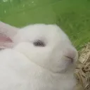 pastelbunnyears