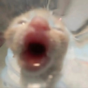 avatar King jacob big money