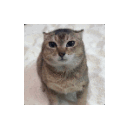 avatar Average Enjoyer