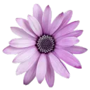 klerra avatar