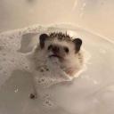 https://cdn.discordapp.com/avatars/780126486216310785/ae63a6c34c3d9164dbb3e85b2c28753e.jpg?size=128