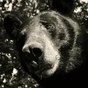 colonelbearnie