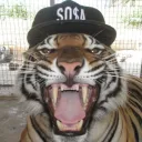 scuderiadrs