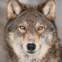 avatar AlaskaWolf