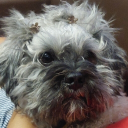 avatar Chihi/ChariCheese