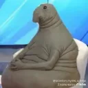 gkaczus