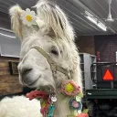 4scorellama