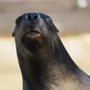 nicklighter