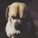 TRIX avatar