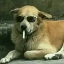 ocachorro058329