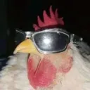 chikon01