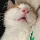 kittttttie