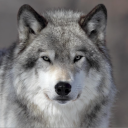 wolf64
