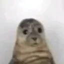 sarawarp
