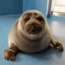scipieqpr