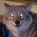 avatar Zac - ザック