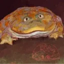 spacefrog1984