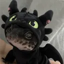 xalfrax
