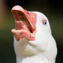 owodumpster