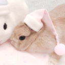 avatar ʚ ᰔngel ɞ