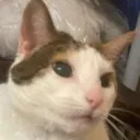 cattodoameow
