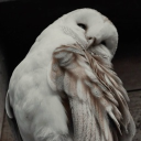 avatar ໒꒰˶  - ˕ -꒱১ Riot / Ekko  .ᐟ.ᐟ