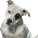 oofieez#8574's avatar