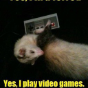Minster_Ferret
