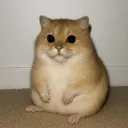 wowhagi