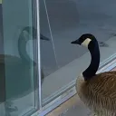 geeseishonk