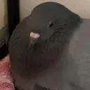 skymot